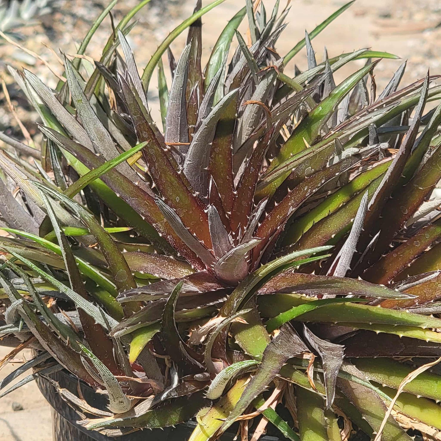 Dyckia 'Silver Superstar' - 8 Inch - Agave - DesertScapeSucculent