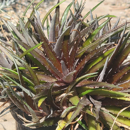 Dyckia 'Silver Superstar' - 8 Inch - Agave - DesertScapeSucculent