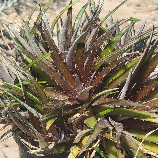 Dyckia 'Silver Superstar' - 8 Inch - Agave - DesertScapeSucculent