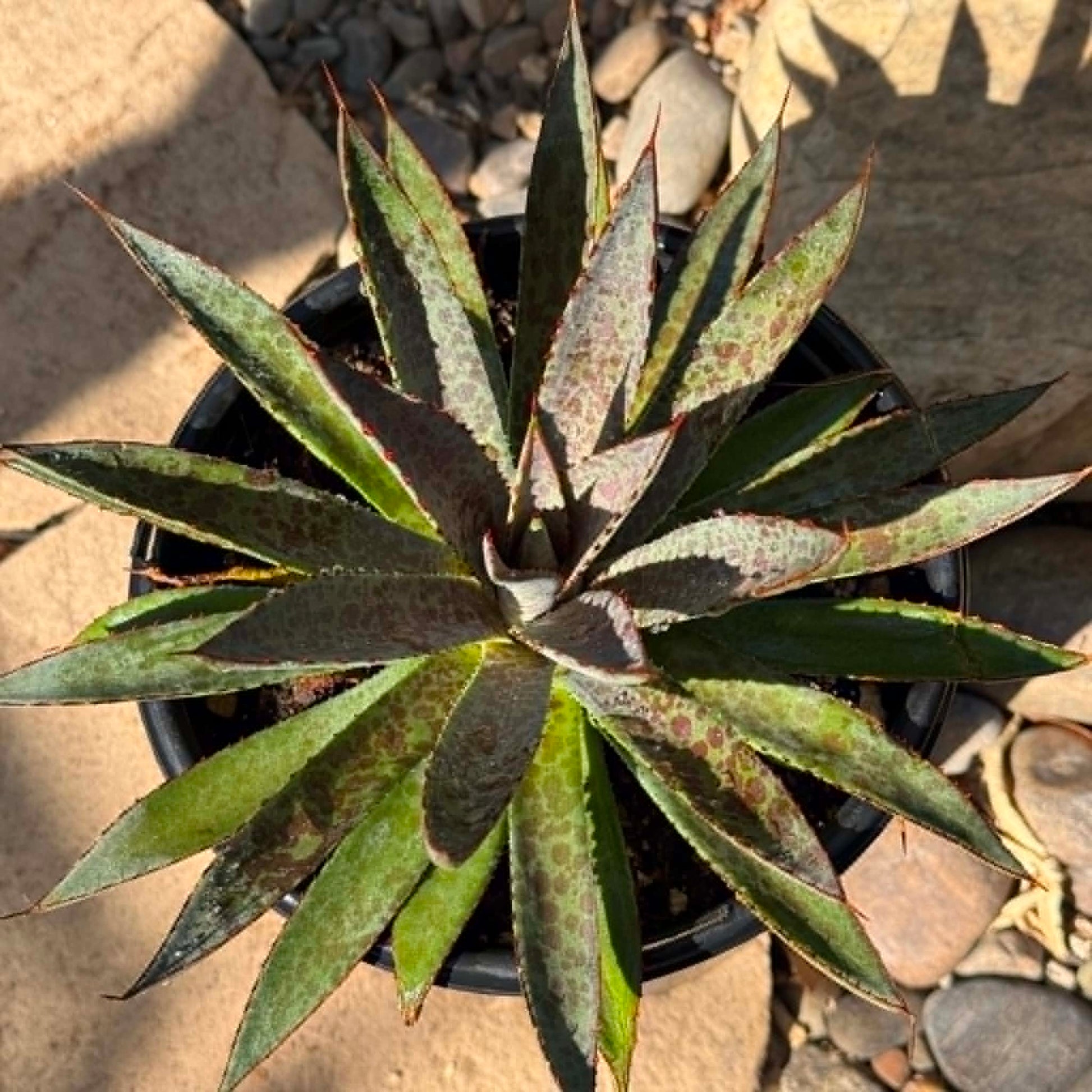 DesertScapeSucculent Agave 1 gal Assorted Mangave 'Blood Spot'