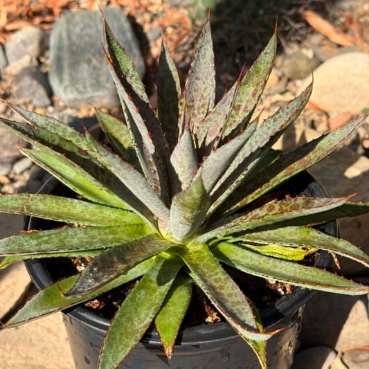 DesertScapeSucculent Agave 1 gal Assorted Mangave 'Blood Spot'