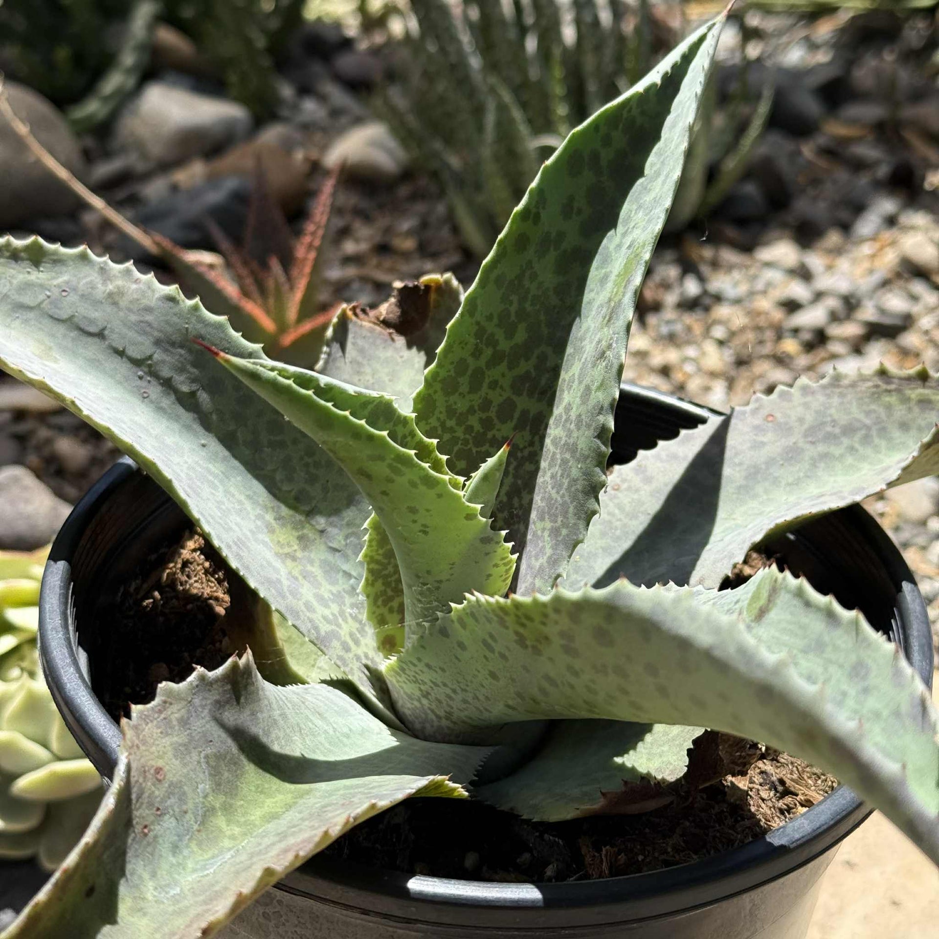Mangave 'Catch a Wave' – DesertScapeSucculent