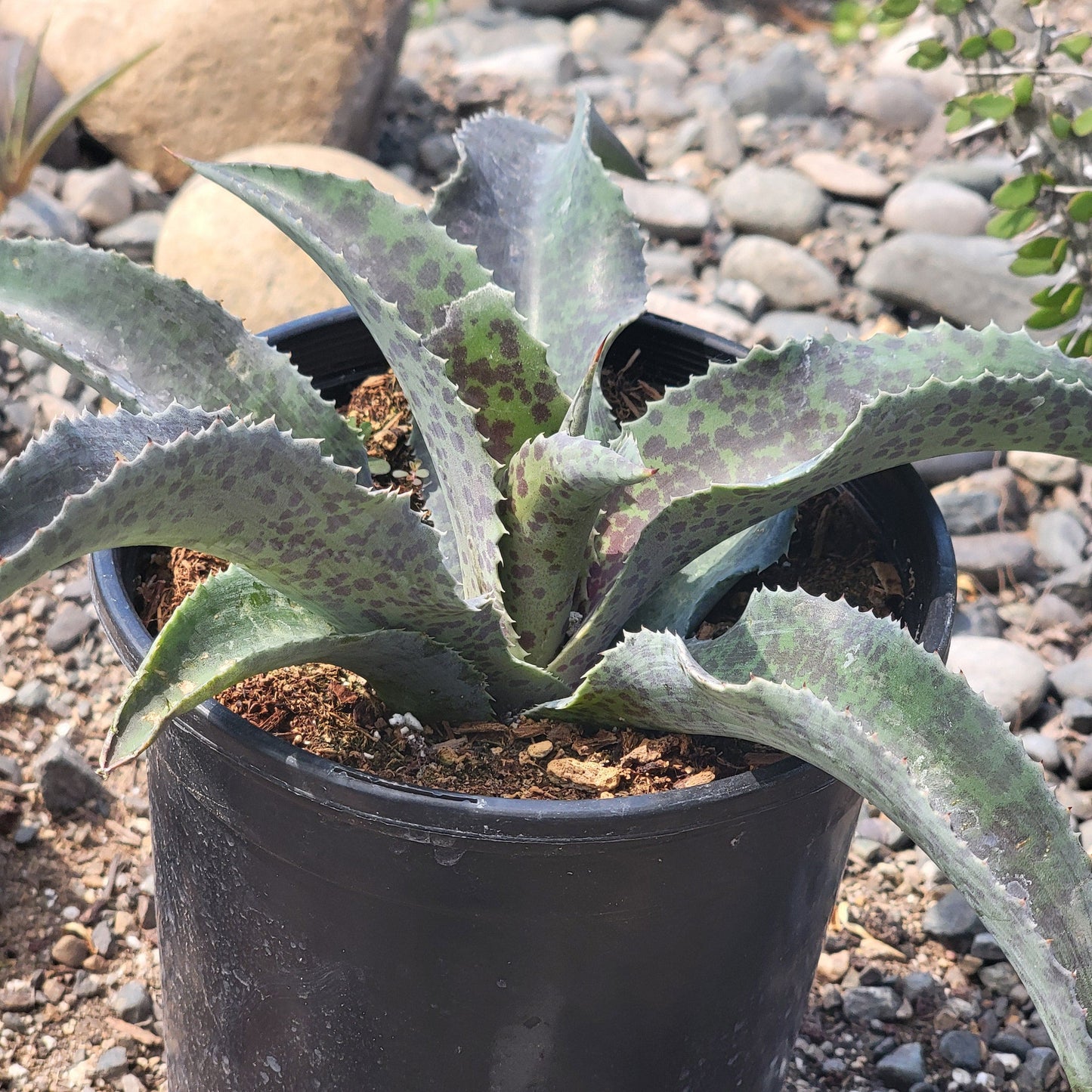 DesertScapeSucculent Agave 8"/2 Gal Mangave 'Catch a Wave'