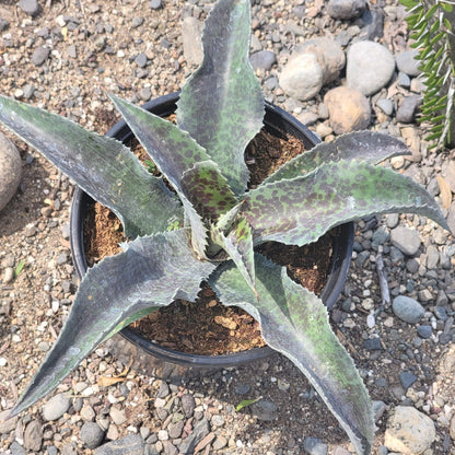 DesertScapeSucculent Agave 8"/2 Gal Mangave 'Catch a Wave'