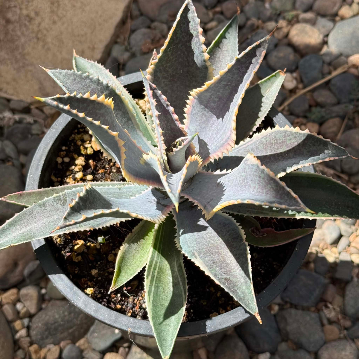DesertScapeSucculent Agave 1 Gal Mangave 'Foxy Lady'