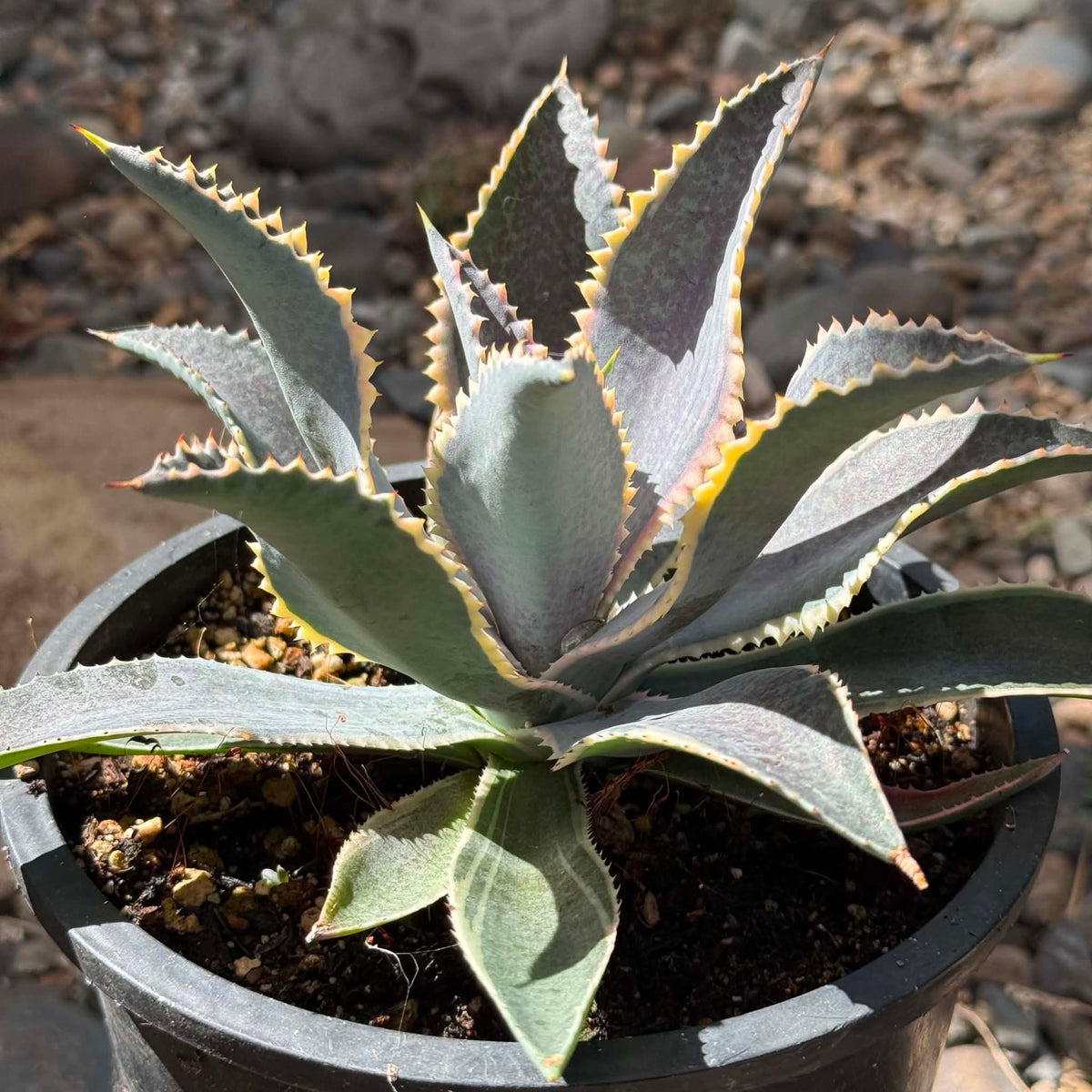DesertScapeSucculent Agave 1 Gal Mangave 'Foxy Lady'