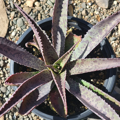 DesertScapeSucculent Agave 1 gal Assorted Mangave 'Freckles & Speckles'