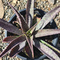 Mangave 'Freckles & Speckles' - 1 gal Assorted - Agave - DesertScapeSucculent