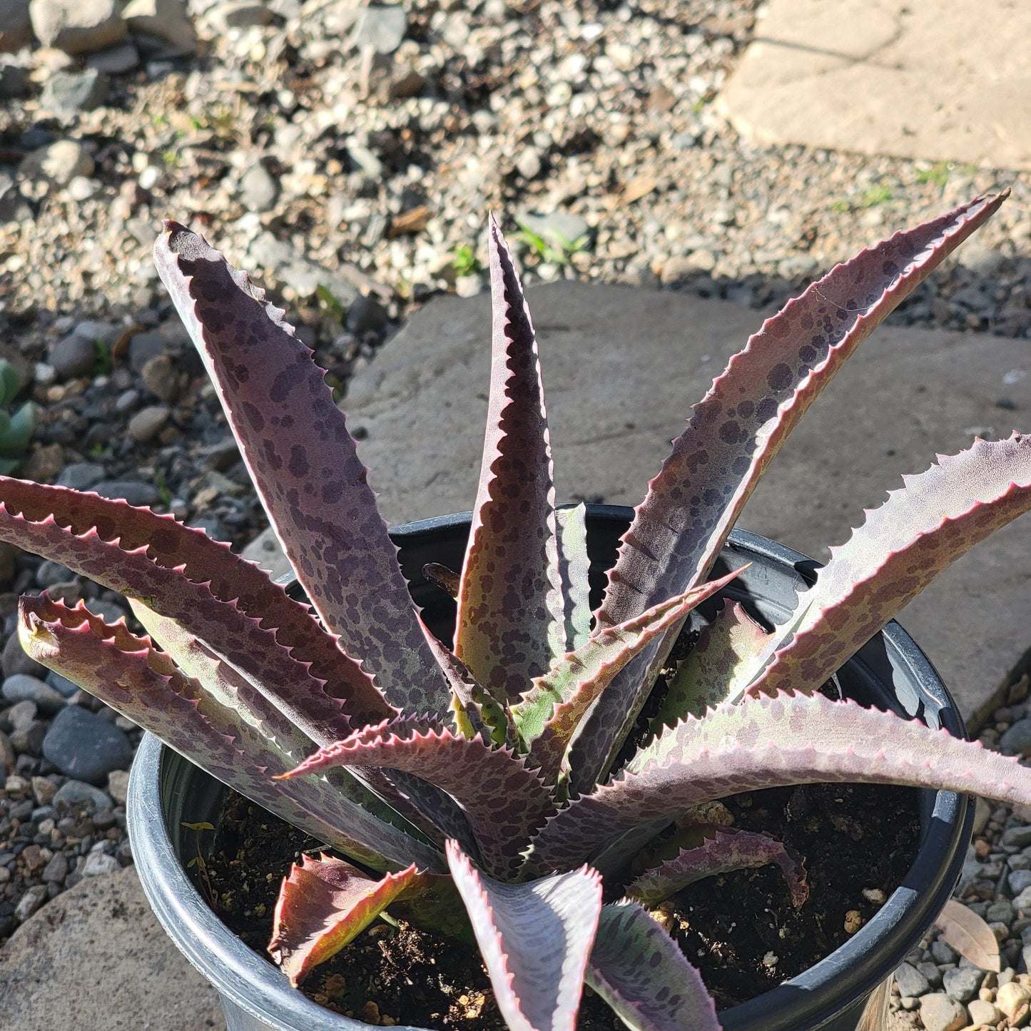 DesertScapeSucculent Agave 1 gal Assorted Mangave 'Freckles & Speckles'