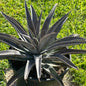 Mangave 'Pineapple Express' - 5 gal Assorted - Agave - DesertScapeSucculent