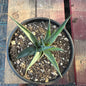 Mangave 'Pineapple Express' - 1 gal Assorted - Agave - DesertScapeSucculent