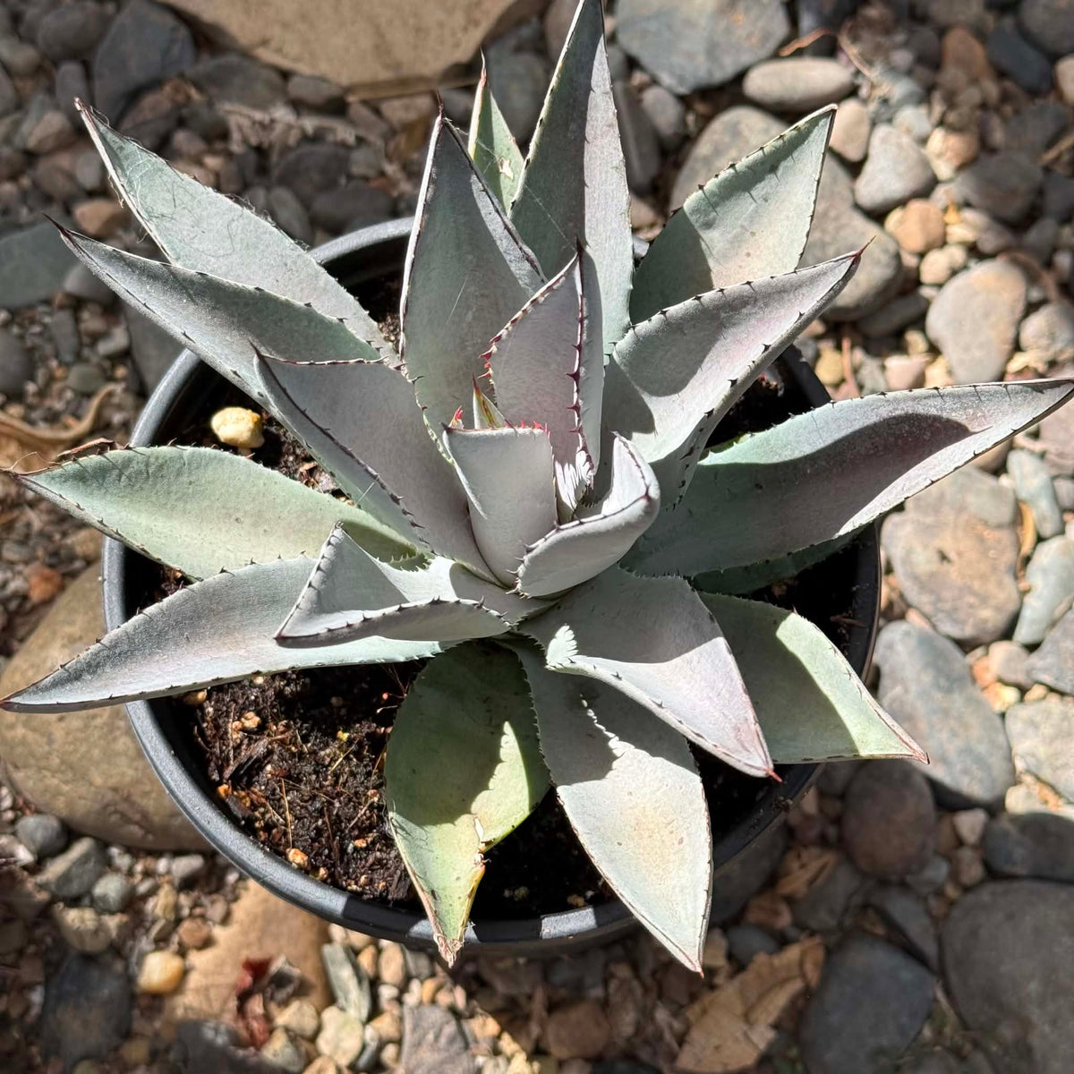 DesertScapeSucculent Agave 1 Gal Mangave 'Purplicious'