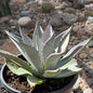 DesertScapeSucculent Agave 1 Gal Mangave 'Purplicious'