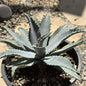 Mangave 'Silver Fox' - 1 Gal Assorted - Agave - DesertScapeSucculent