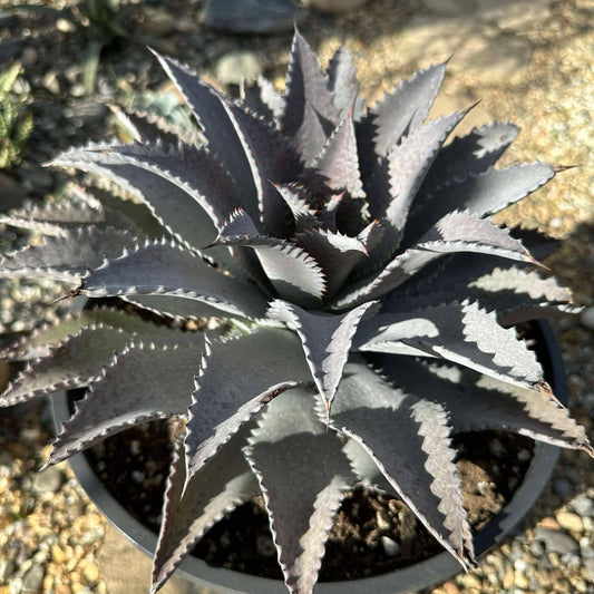 DesertScapeSucculent Agave 5 Gal Mangave 'Silver Fox'