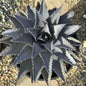 Mangave 'Silver Fox' - 5 Gal Assorted - Agave - DesertScapeSucculent