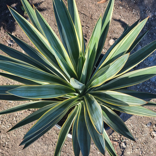 Yucca gloriosa Variegated 'Spanish Dagger'