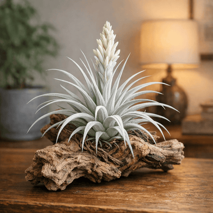 DesertScapeSucculent Air Plant Small Tillandsia albida