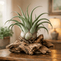 DesertScapeSucculent Air Plant Small Tillandsia caput 'Medusae'