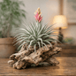 DesertScapeSucculent Air Plant Small Tillandsia espinosa