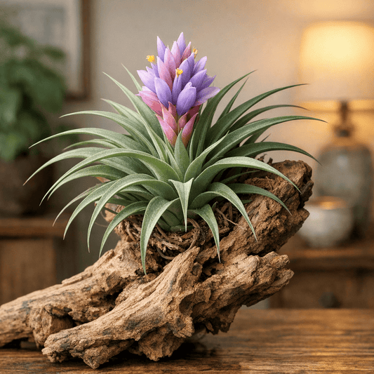 DesertScapeSucculent Air Plant Medium Tillandsia 'Soft Purple Stricta'
