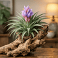 DesertScapeSucculent Air Plant Medium Tillandsia 'Soft Purple Stricta'