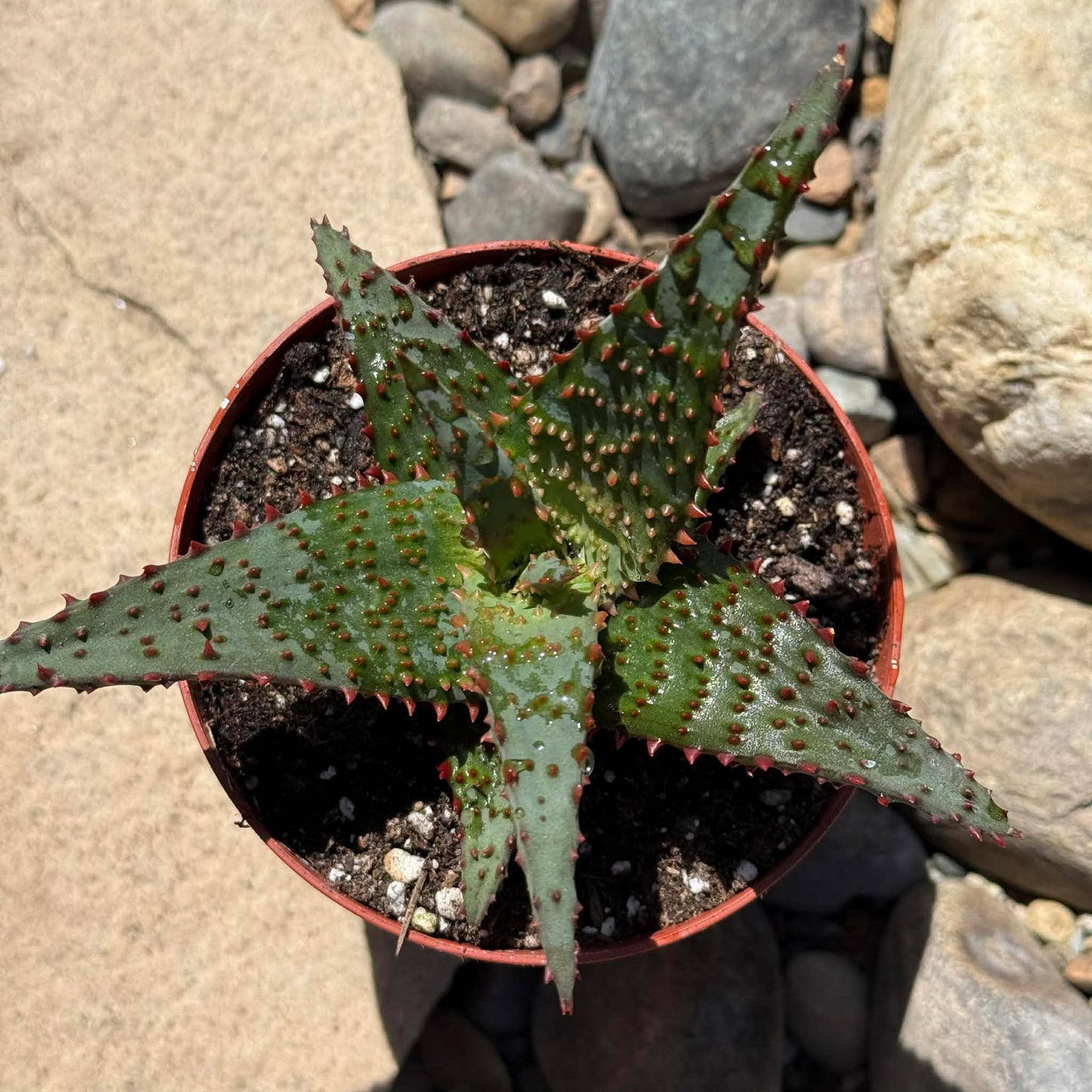 DesertScapeSucculent Aloe 4 Inch Aloe 'AJR'