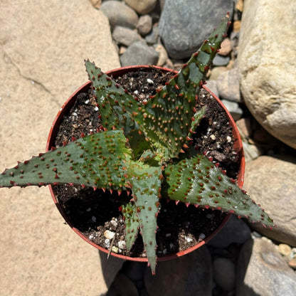 DesertScapeSucculent Aloe 4 Inch Aloe 'AJR'