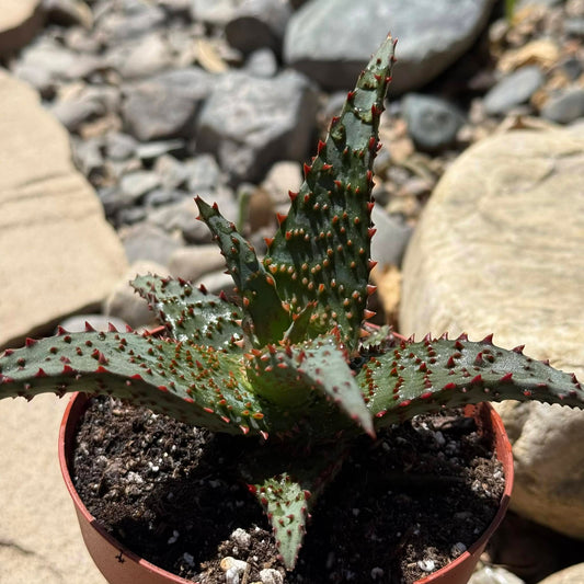 DesertScapeSucculent Aloe 4 Inch Aloe 'AJR'