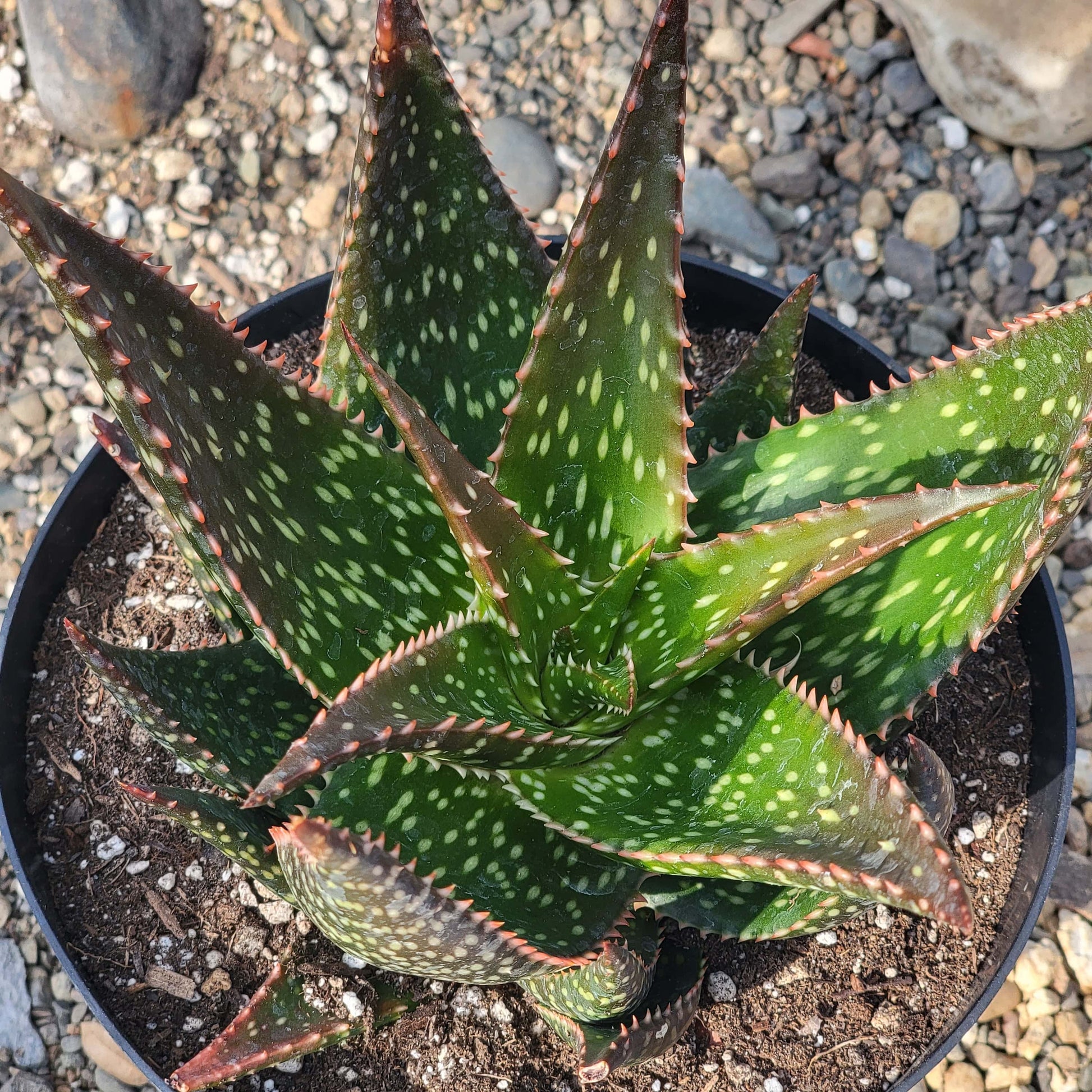 DesertScapeSucculent Aloe 8" Assorted Aloe 'Apache'