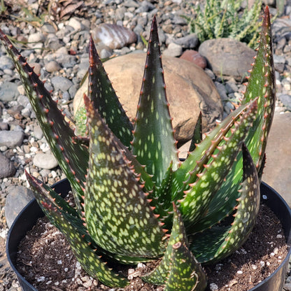 DesertScapeSucculent Aloe 8" Assorted Aloe 'Apache'