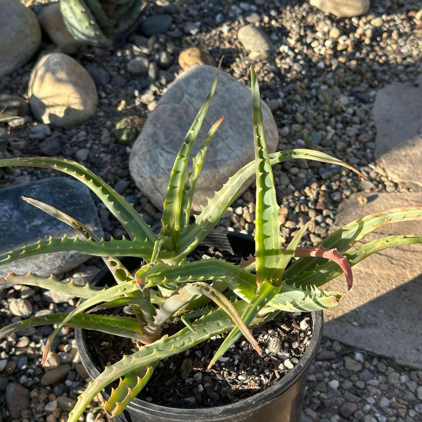 DesertScapeSucculent Aloe 1 Gal Assorted Aloe arborescens Variegated