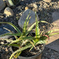 Aloe arborescens Variegated - 1 gal Assorted - Aloe - DesertScapeSucculent