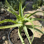 Aloe arborescens Variegated - 3 Gal Assorted - Aloe - DesertScapeSucculent