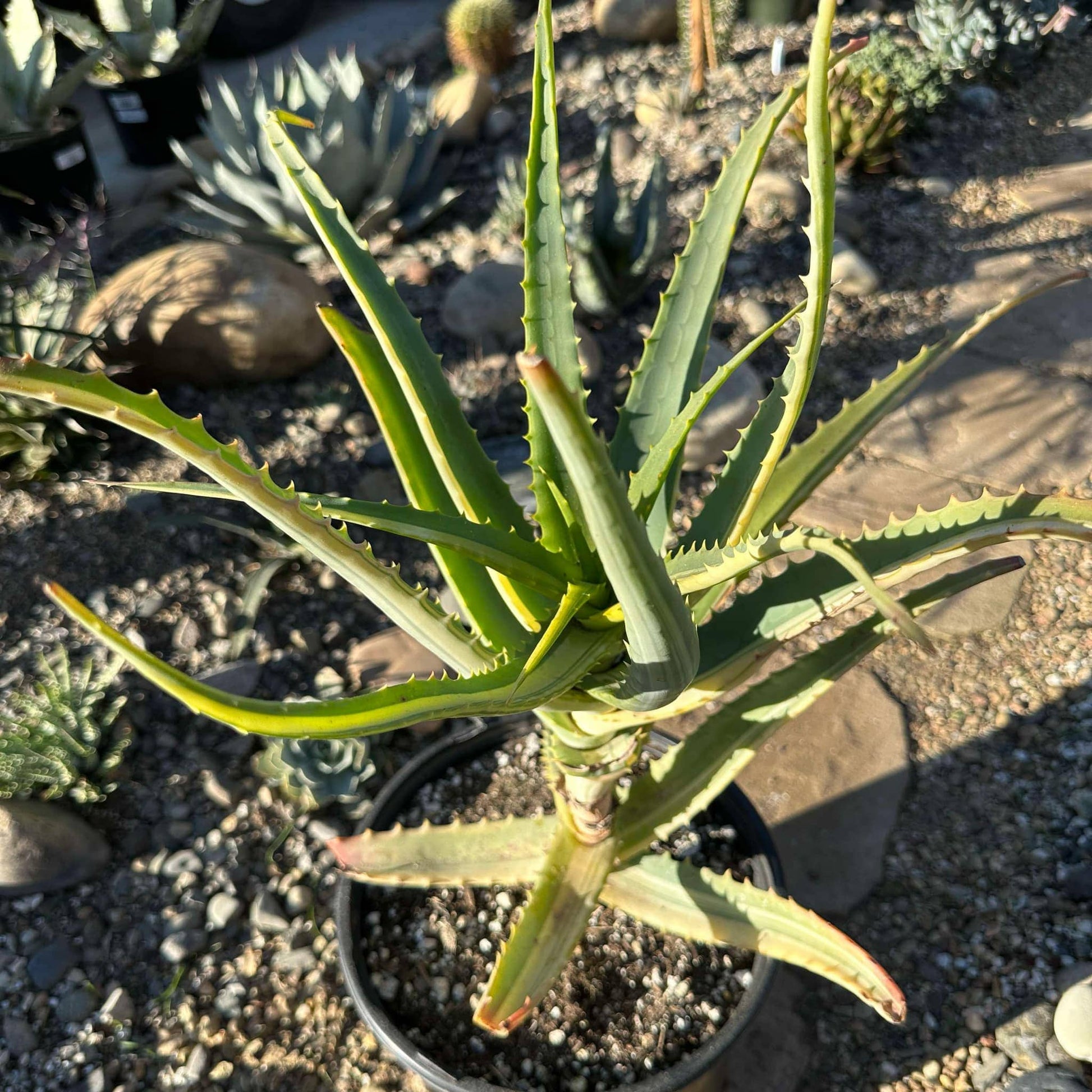 DesertScapeSucculent Aloe 5 Gal Assorted Aloe arborescens Variegated