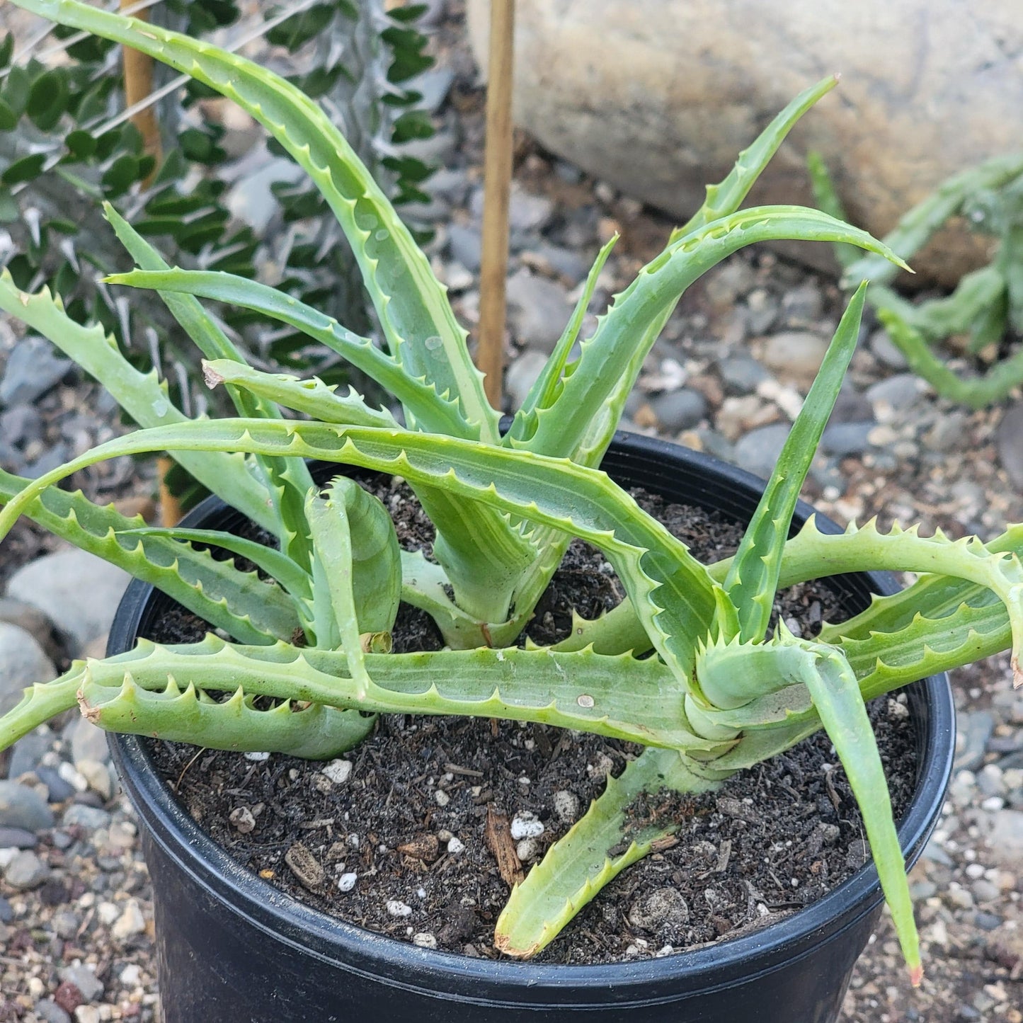 Aloe arborescens Variegated