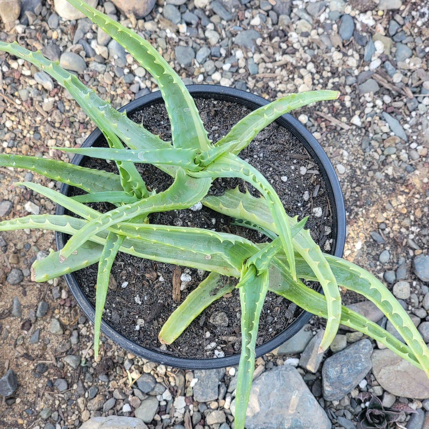 Aloe arborescens Variegated