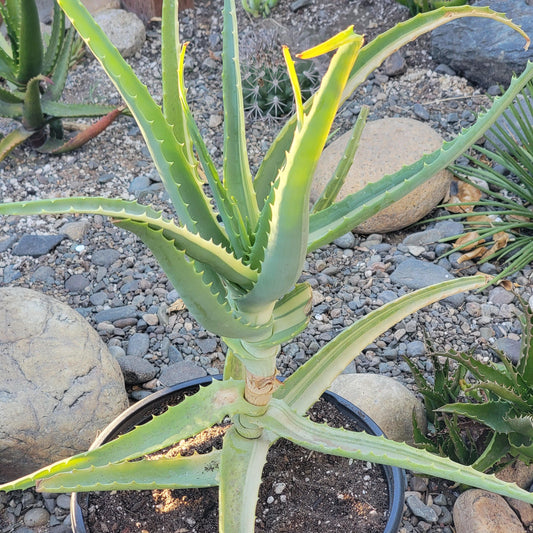 Aloe arborescens Variegated