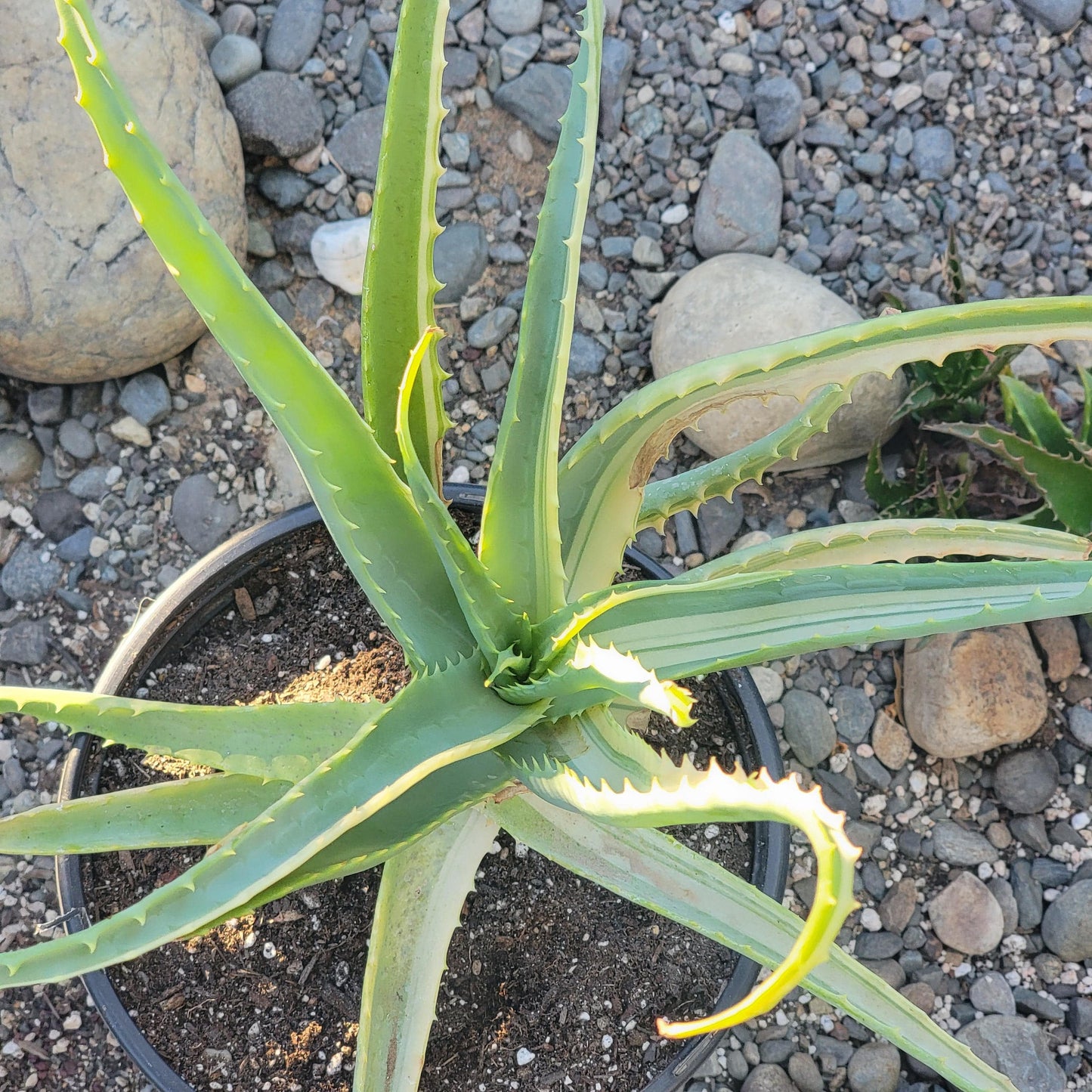 Aloe arborescens Variegated