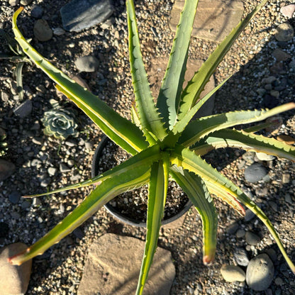 DesertScapeSucculent Aloe Aloe arborescens Variegated