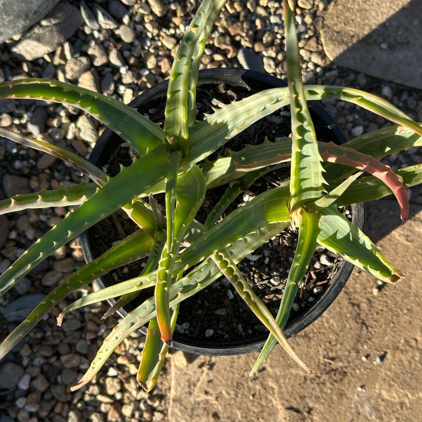 DesertScapeSucculent Aloe Aloe arborescens Variegated