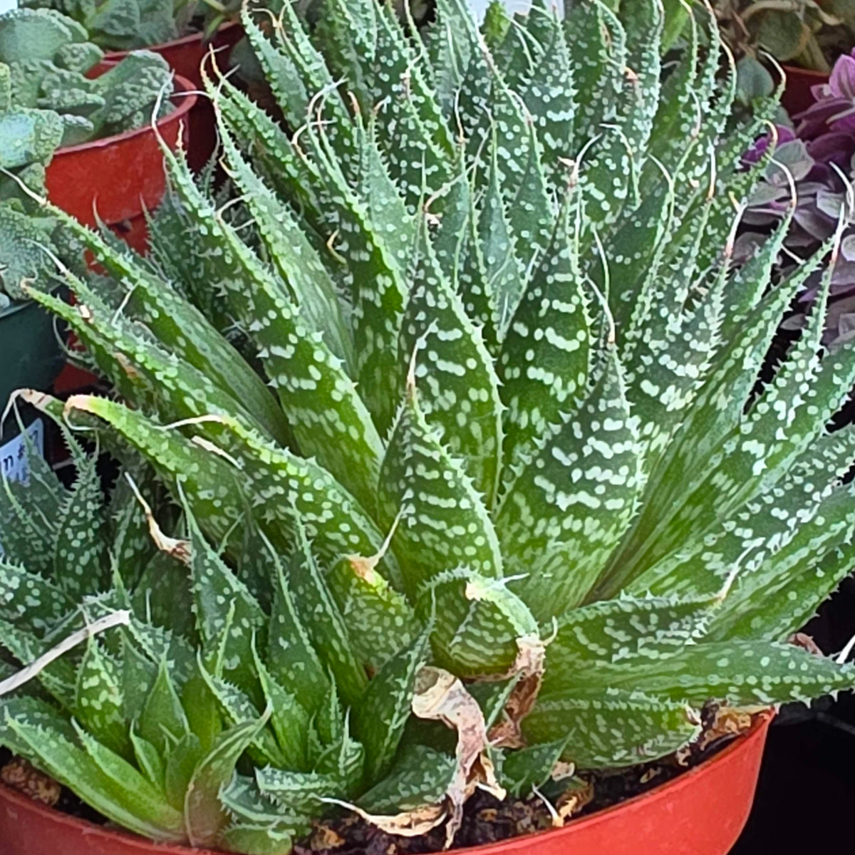 DesertScapeSucculent Aloe 4 Inch Aloe aristata 'Lace Aloe'