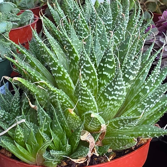 DesertScapeSucculent Aloe 4 Inch Aloe aristata 'Lace Aloe'