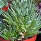 DesertScapeSucculent Aloe 4 Inch Aloe aristata 'Lace Aloe'