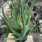 DesertScapeSucculent Aloe 1 Gallon Aloe barbadensis 'Aloe Vera'