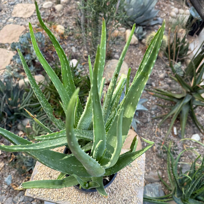 DesertScapeSucculent Aloe 1 Gallon Aloe barbadensis 'Aloe Vera'