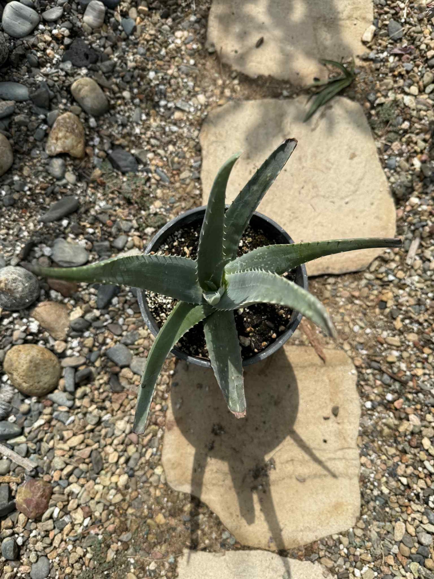 Aloe barbadensis Aloe Vera 'Miller' - 1 gal Assorted - Aloe - DesertScapeSucculent