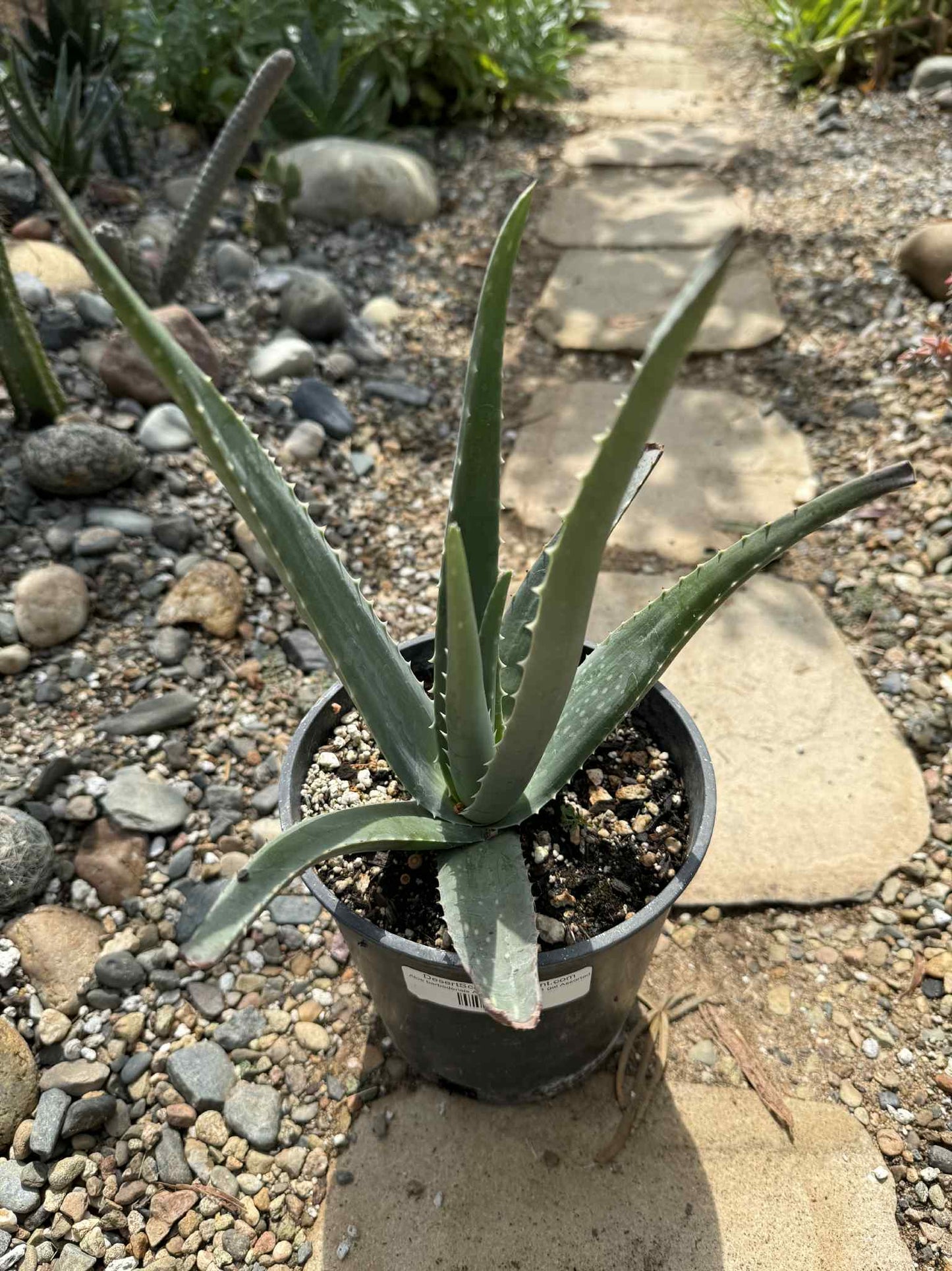 Aloe barbadensis Aloe Vera 'Miller' - 1 gal Assorted - Aloe - DesertScapeSucculent