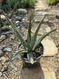 Aloe barbadensis Aloe Vera 'Miller' - 1 gal Assorted - Aloe - DesertScapeSucculent