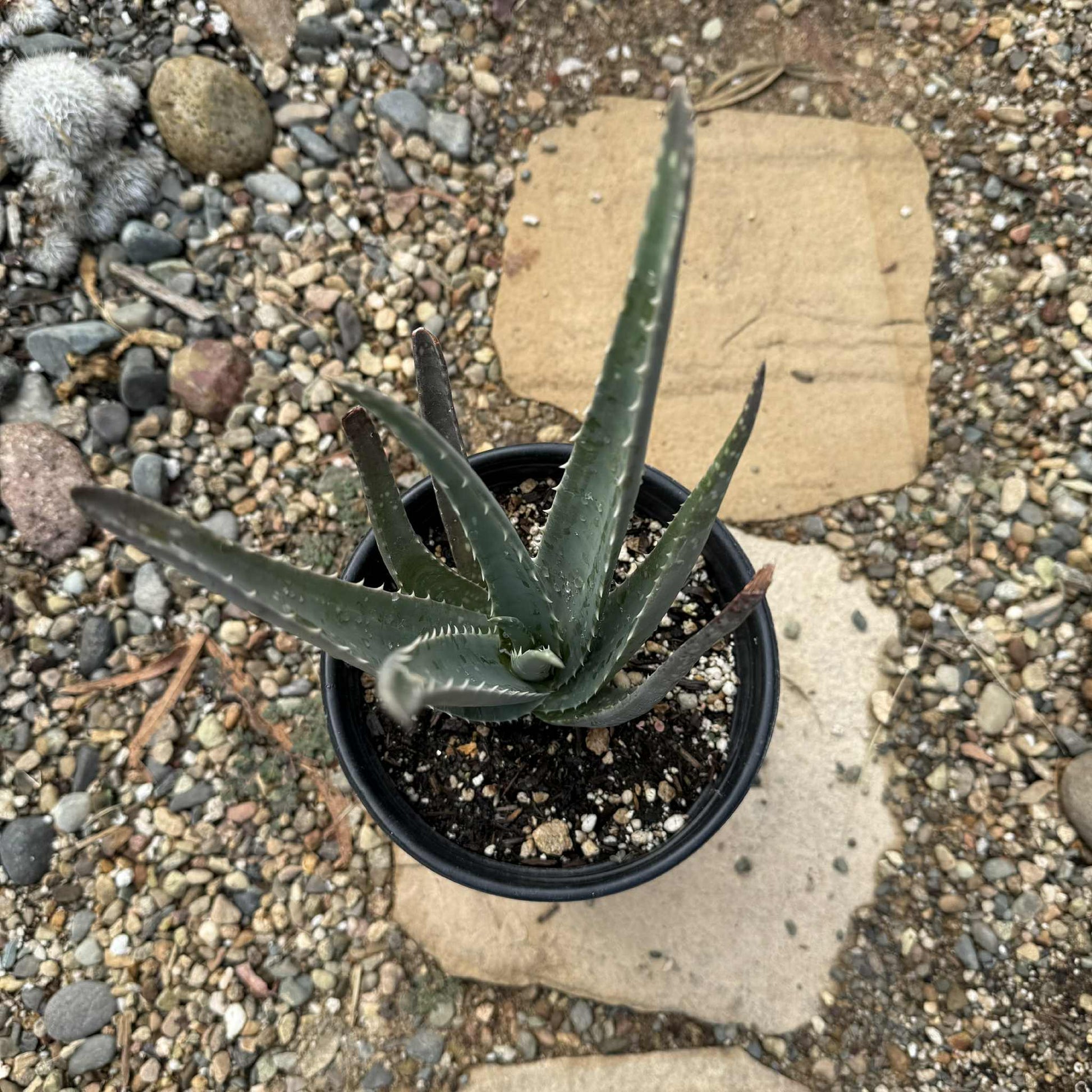 aloe vera barbadensis miller plant buy Aloe barbadensis Aloe Vera 'Miller' – DesertScapeSucculent